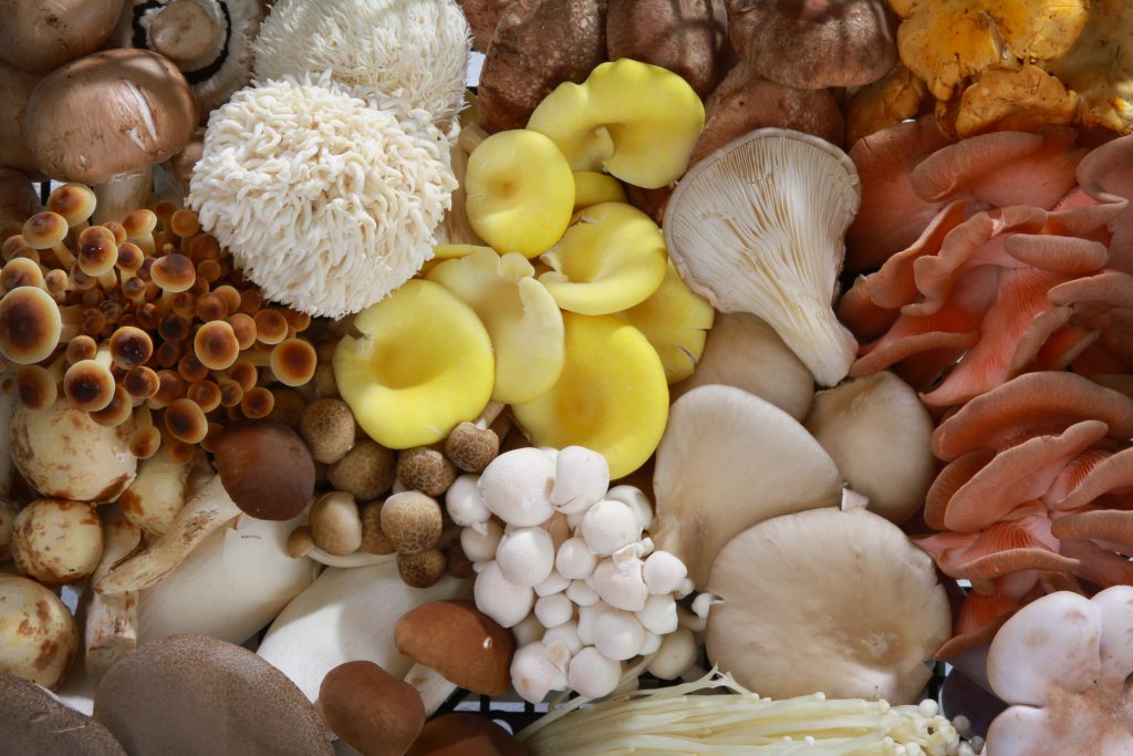 Variety of Gourmet Mushrooms