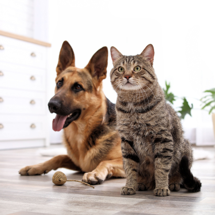 Happy, Healthy Dog and Cat | Advanced MycoTech