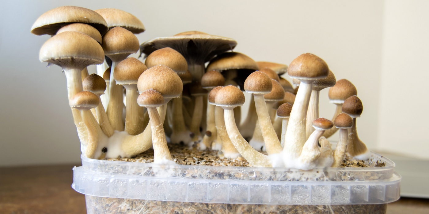 Best Mushroom Grow Kits | Advanced MycoTech