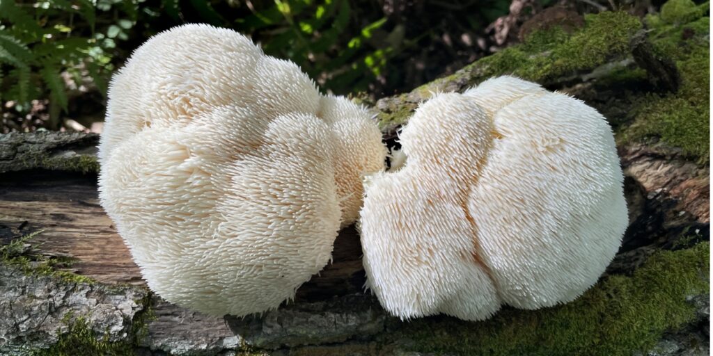 Lions Mane Mushroom