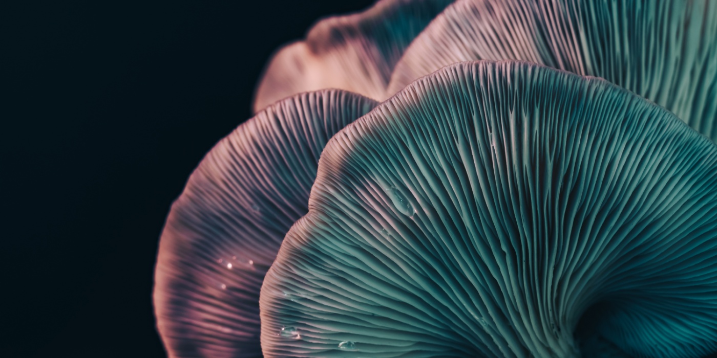 moody macro shot of oyster mushroom gills against a dark background