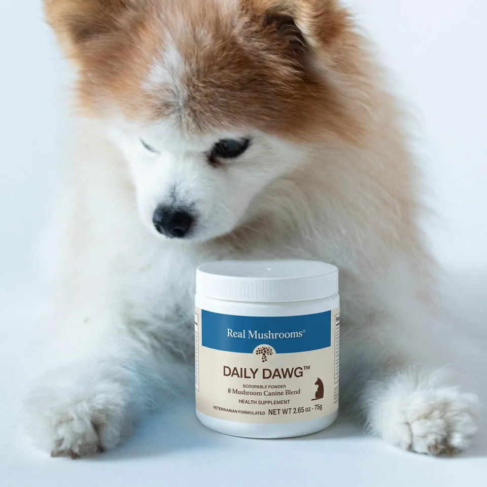 Dog beside a container of Real Mushrooms Daily Dawg powder