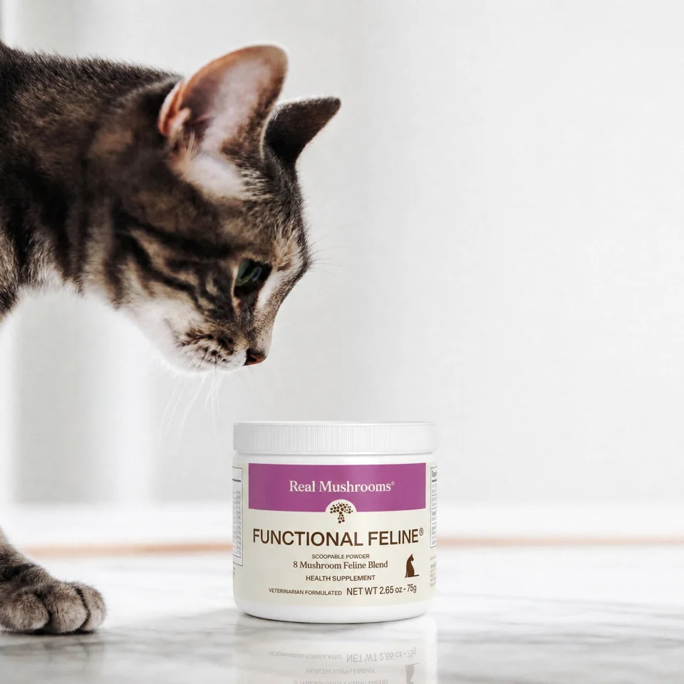 Cat beside a container of Real Mushrooms Functional Feline powder