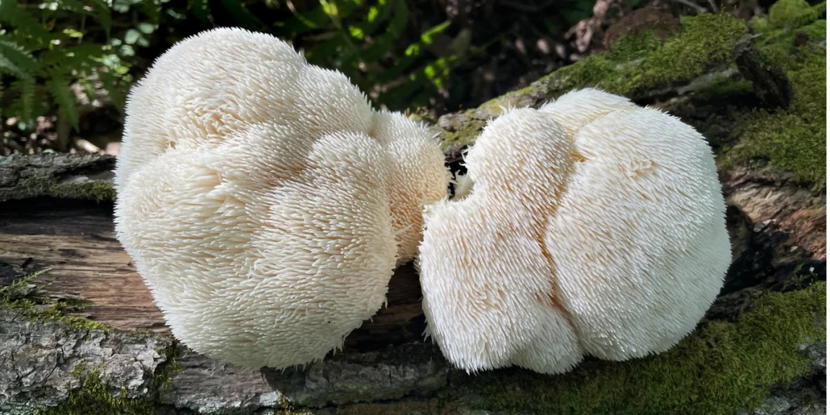 Fresh lion’s mane mushrooms growing on wood