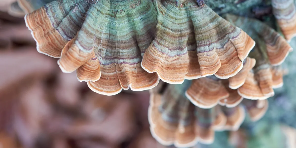 Turkey tail mushrooms growing in layered fans